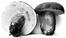 Tylopilus rubrobrunneus image