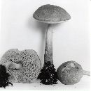 Tylopilus rubrobrunneus image