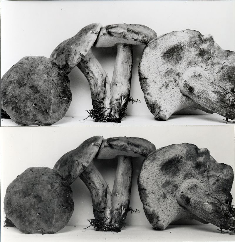 Tylopilus subpunctipes image