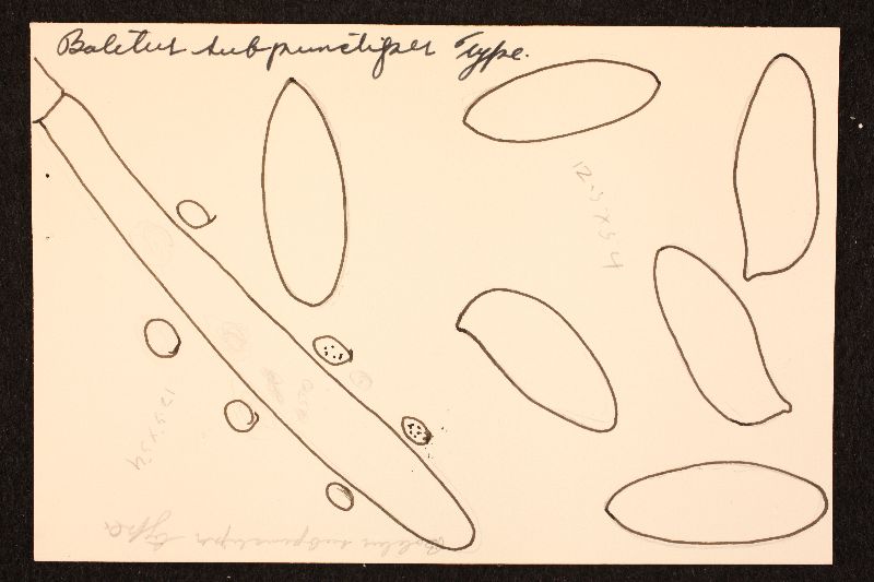 Tylopilus subpunctipes image