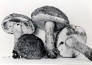 Tylopilus subpunctipes image