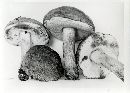 Tylopilus subpunctipes image