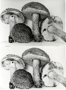 Tylopilus subpunctipes image