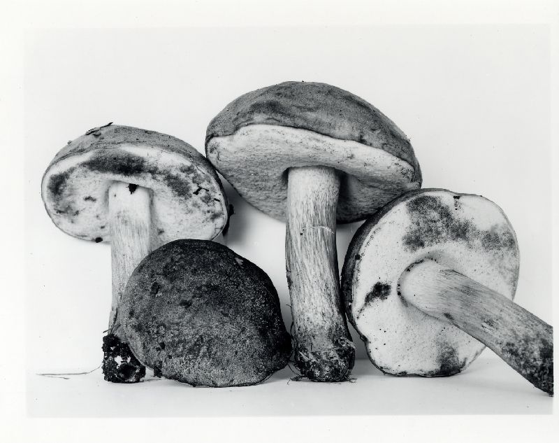 Tylopilus subpunctipes image