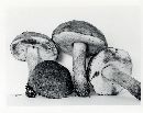 Tylopilus subpunctipes image