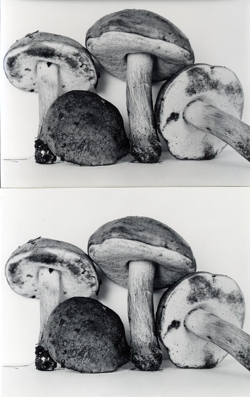 Tylopilus subpunctipes image