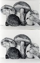 Tylopilus subpunctipes image