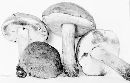 Tylopilus subpunctipes image