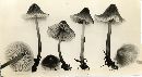 Mycena abramsii image