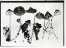 Mycena algeriensis image