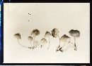 Mycena algeriensis image