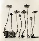 Mycena atroalboides image