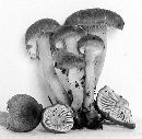 Hygrophorus atro-olivaceus image