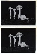 Hygrophorus discoxanthus image