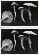 Hygrophorus cossus image