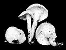 Hygrophorus cossus image