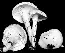 Hygrophorus cossus image