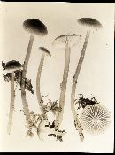 Hygrocybe laeta var. laeta image