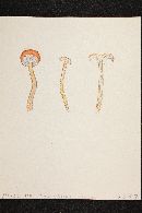 Hygrocybe laeta var. laeta image