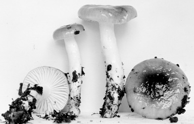 Hygrophorus limacinus image