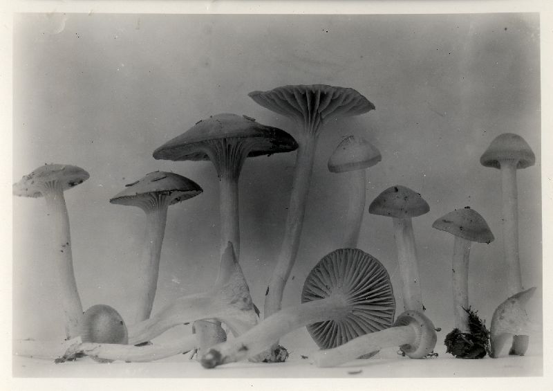 Hygrophorus pallidus image