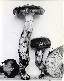 Hygrophorus paludosus image