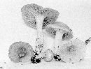 Hygrocybe pratensis image