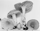 Hygrocybe pratensis image