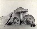 Hygrocybe pratensis image