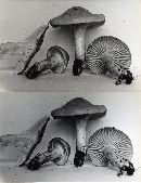 Hygrocybe pratensis image