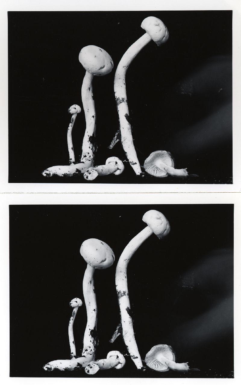Hygrophorus pseudochrysaspis image