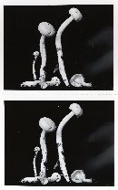 Hygrophorus pseudochrysaspis image