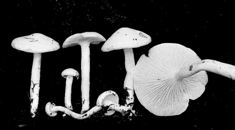 Hygrophorus pseudochrysaspis image