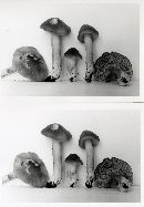 Hygrocybe punicea image