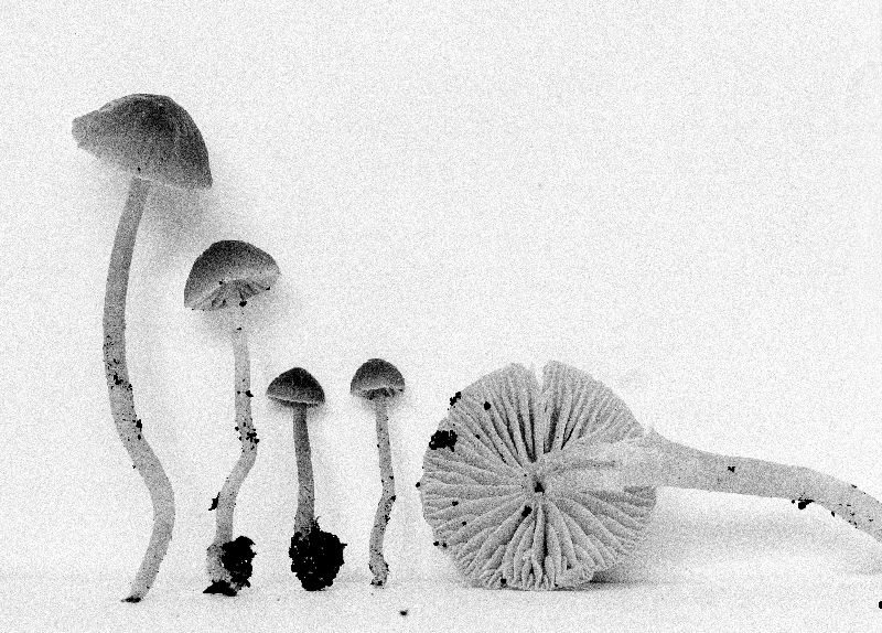 Hygrophorus reai image