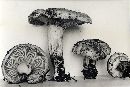 Hygrophorus russula image
