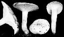 Hygrophorus sordidus image