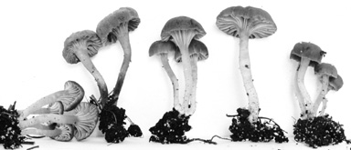 Camarophyllopsis subfuscescens image