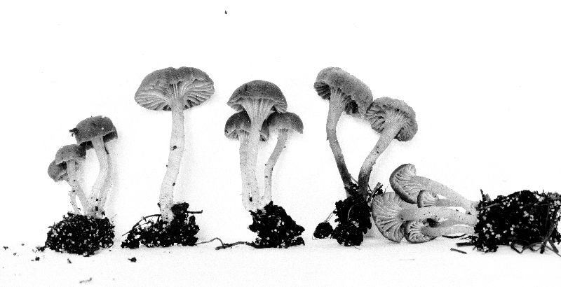 Camarophyllopsis subfuscescens image