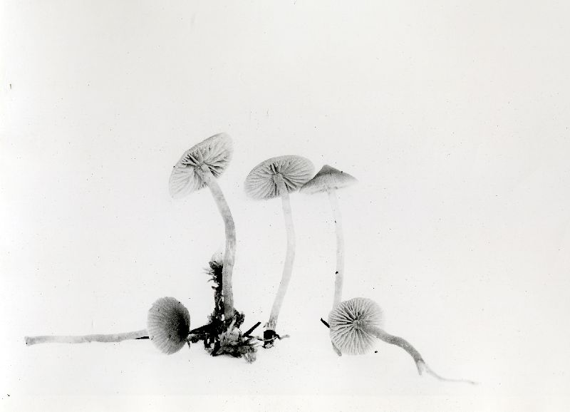 Galerina allospora var. allospora image