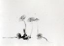 Galerina allospora image