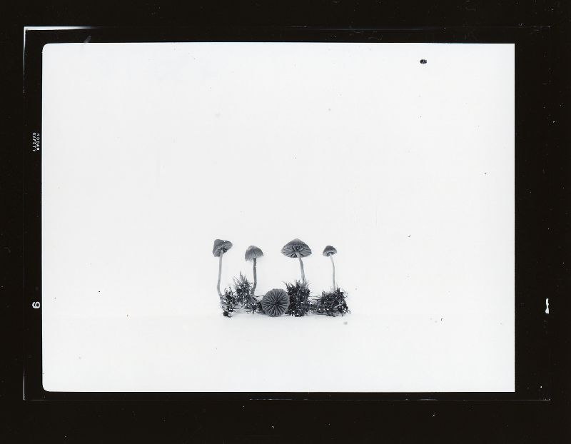 Galerina atkinsoniana image