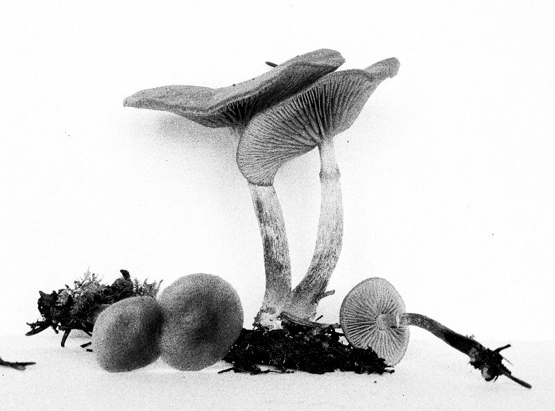 Galerina autumnalis var. autumnalis image