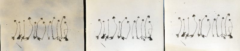 Galerina fallax image