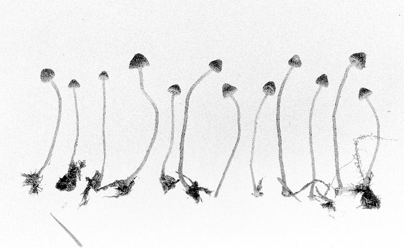 Galerina fallax image