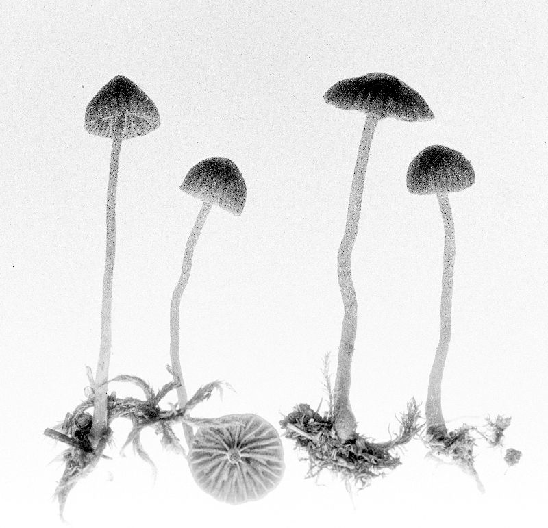 Galerina fallax f. fallax image