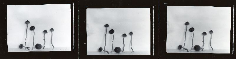 Galerina jaapii image