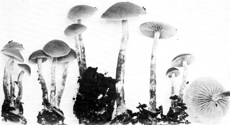 Galerina mesites image