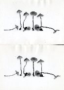 Galerina triscopa image