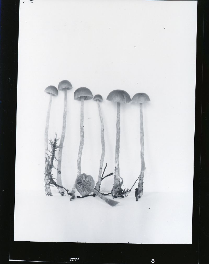 Galerina vexans image